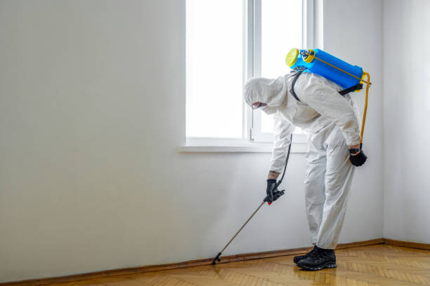 Wasp Removal Services in Kean University, NJ