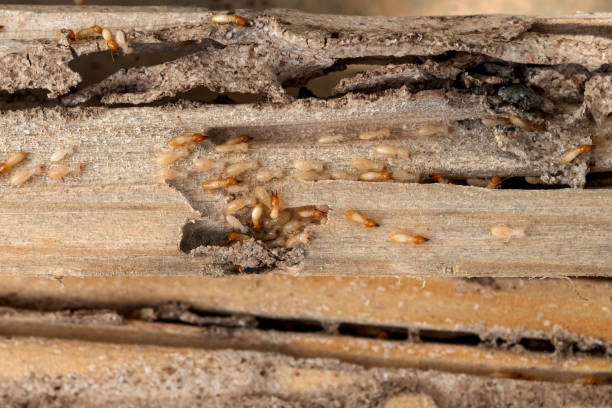 Professional Pest Control in Kean University, NJ